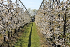 fruitbedrijf-2